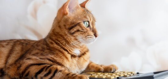 A ginger cat, with it's paws on a calculator